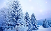Winter Forest - Christmas Trees in Snow