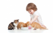Little Girl Feeding Kittens