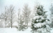 Winter, Fir Tree in the Snow