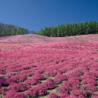 Field of Pink Flowers
