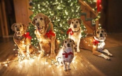 Dogs Near the Christmas Tree 1920x1200