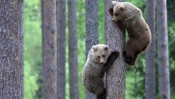 Bears in a Tree