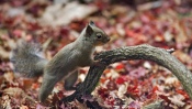 Squirrel in Forest at Autumn