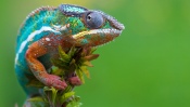 Chameleon on a Branch