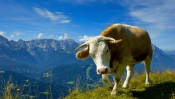 Cow in the Mountains