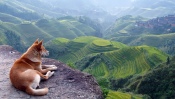 Dog in the Mountains