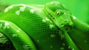 Green Snake with Green Eyes