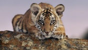 Little Bengal Tiger