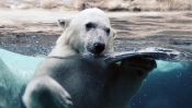 Polar Bear in Zoo