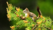Squirrel on Fir Tree