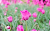 Wien Tulip, Austria