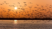 Many Birds at Sunset