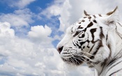 White Tiger, White Clouds