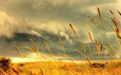 In the Fields: Windy Weather