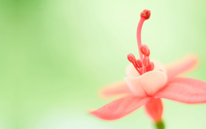 Cute Pink Flower, macro