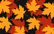 Autumn Maple Leafs