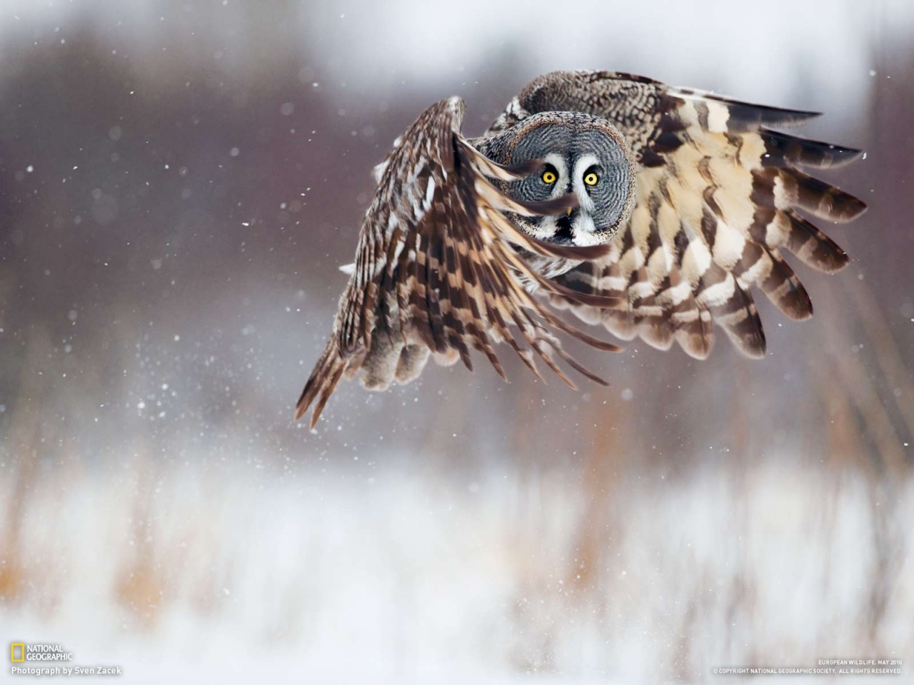Owl at Winter