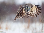 Owl at Winter