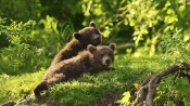 Two Bear Playing in the Grass