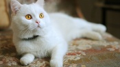 White Cat With Big Red Eyes