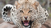 Vicious Leopard