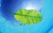Large Green Leaf on the Water