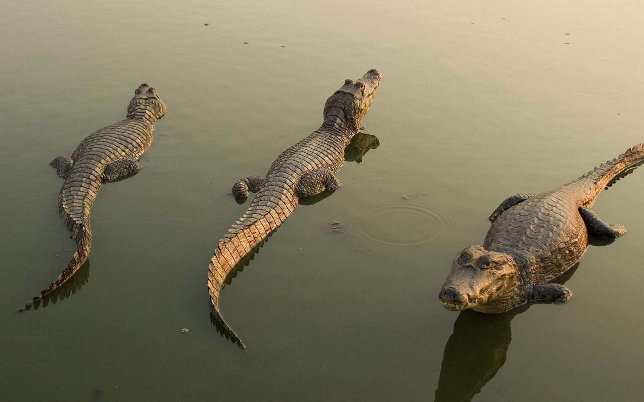 Funny Crocodiles