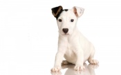 White Puppy With Black Ear