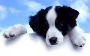 Cute black and White Dog