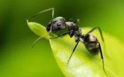 Black Ant on the Green Leaf, macro