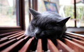Cute Dark Gray Cat