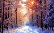 Sunshine in Winter Forest