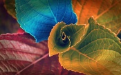 Leaves of Different Colors