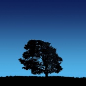 Tree on Blue Sky