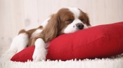 Dog Sleep on a Red Pillow