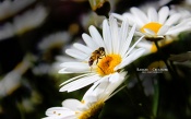 Honey Bee on White Flower