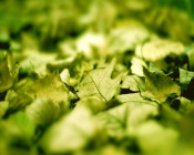 Green Leaves Carpet