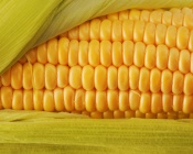 Juicy Corn