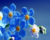 Blue Flowers, macro