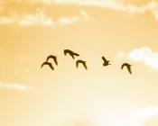 A Flock of Birds in Flight