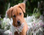 Puppy in a flowers