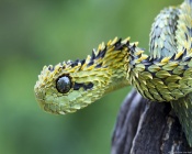 Dragon Snake, Reflective Eye