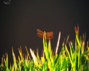Dragonfly on a Grass