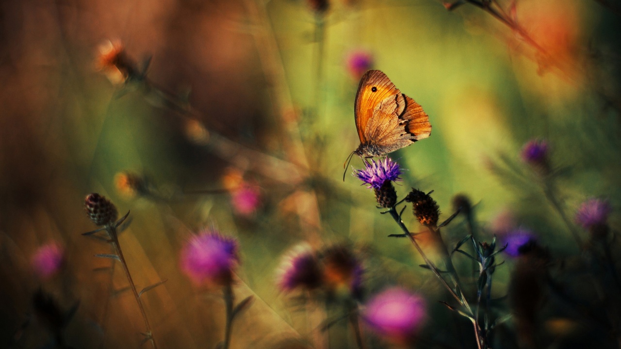 Butterfly at work (bokeh)