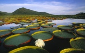 Lake With Water Lilies
